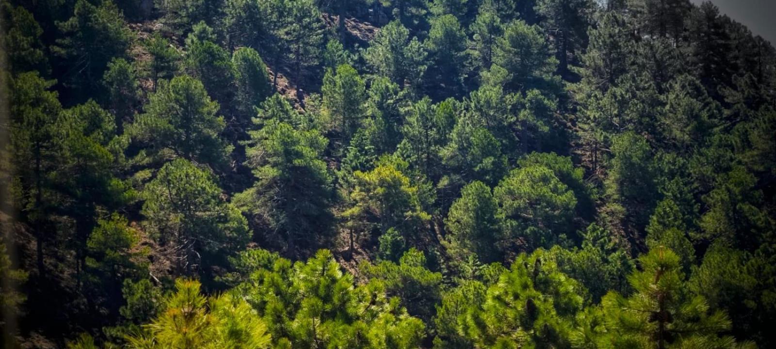 Casa Rural La Piedra Del Cambron Villaverde De Guadalimar Zewnętrze zdjęcie